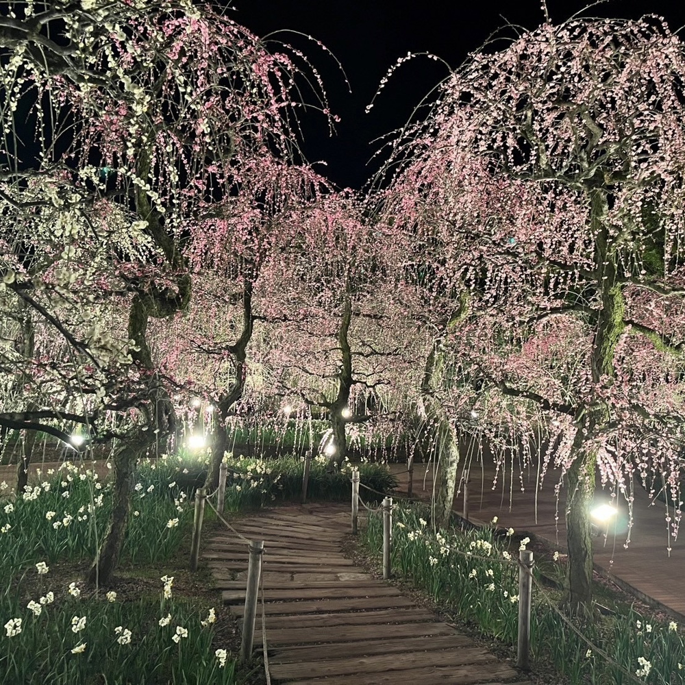 しだれ梅の画像