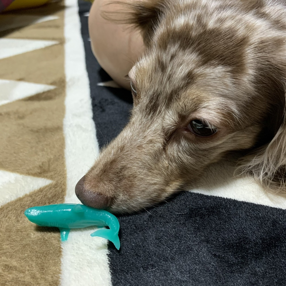 愛犬の画像