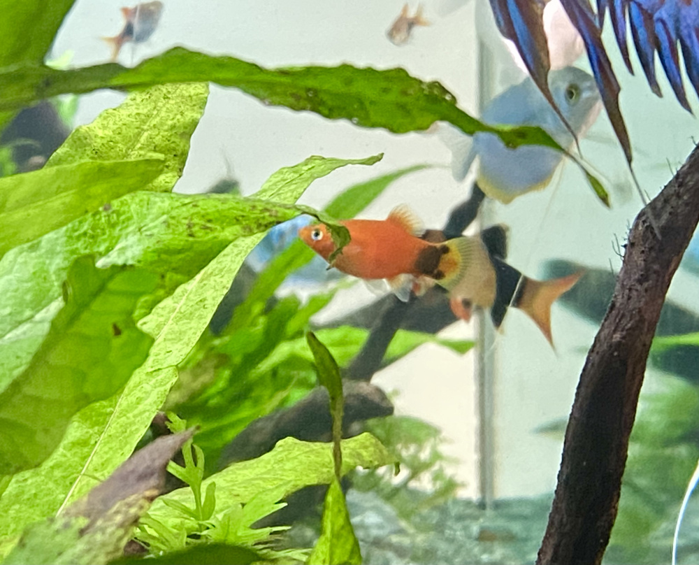 丸三の熱帯魚たちの画像
