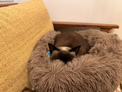 久しぶりの占いの話の画像