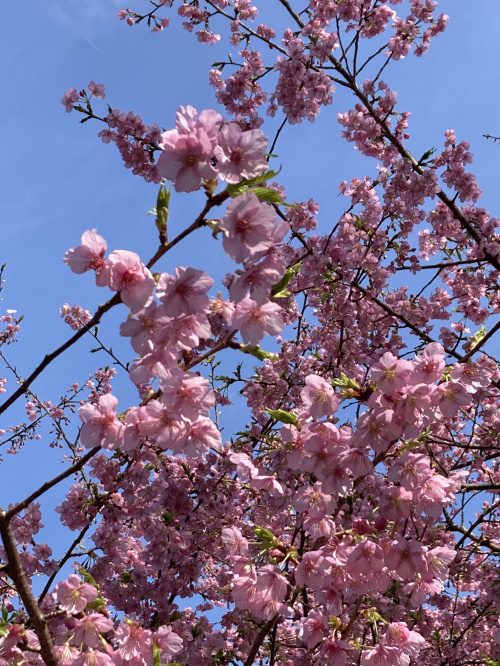 春の訪れの画像