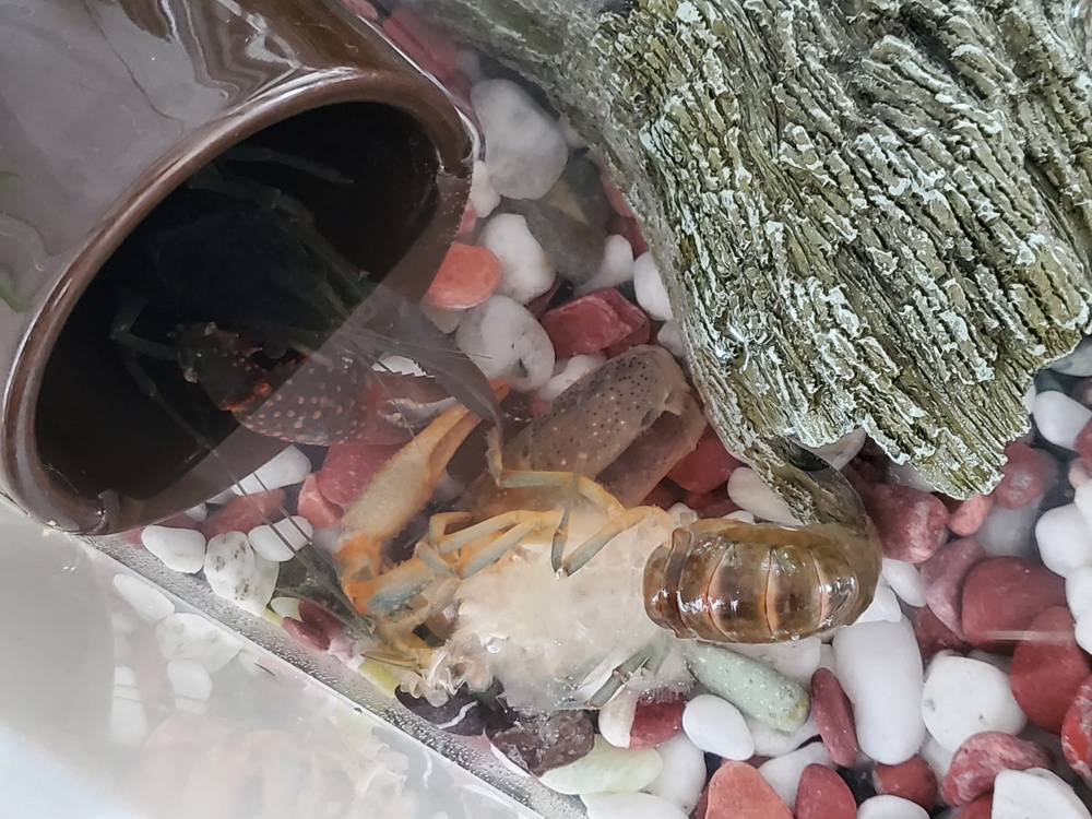 ３月１２日：ザリガニの脱皮　2回目の画像