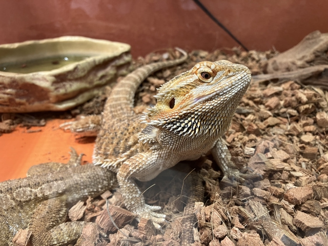 ペット可賃貸物件で爬虫類を飼うことは可能？法律についても解説！の画像