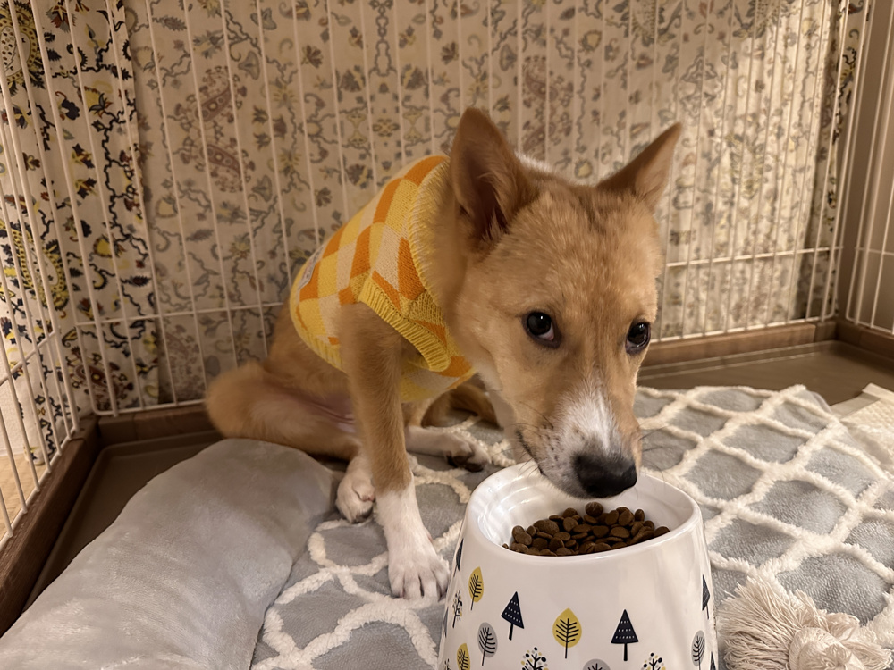 猫派から犬派へ？！の画像