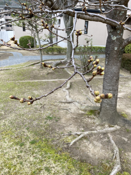 春の訪れの画像
