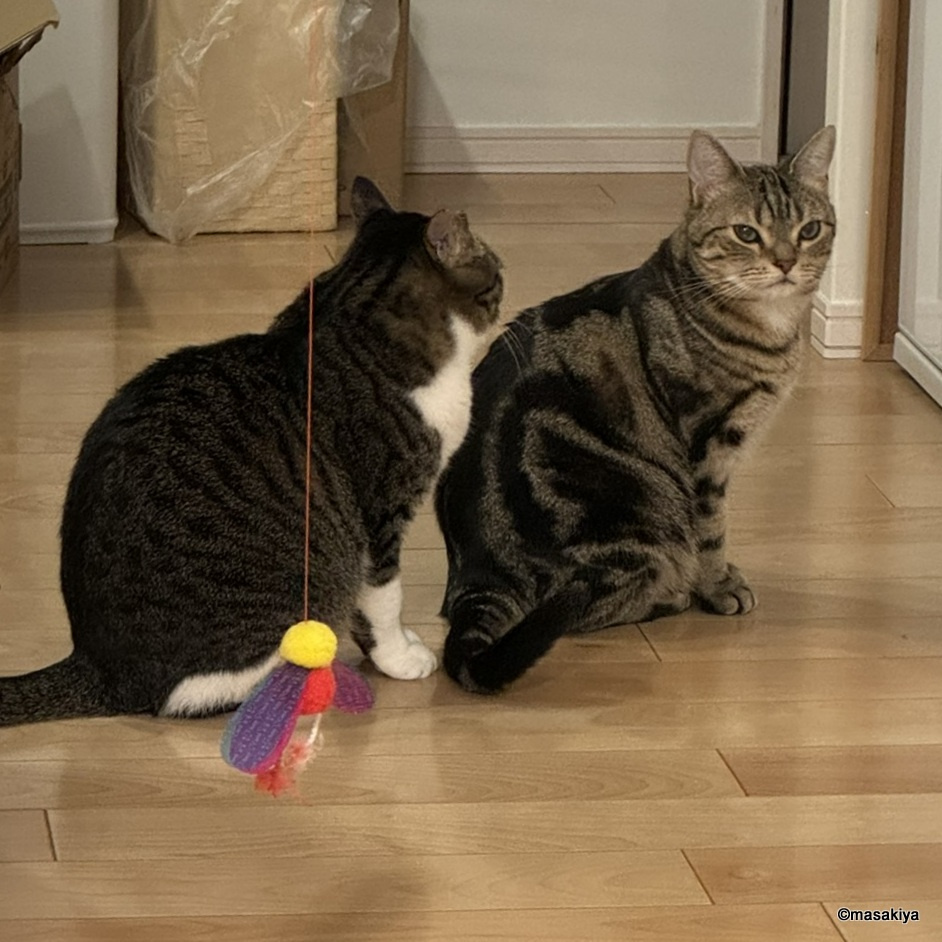 そろそろ一年の画像