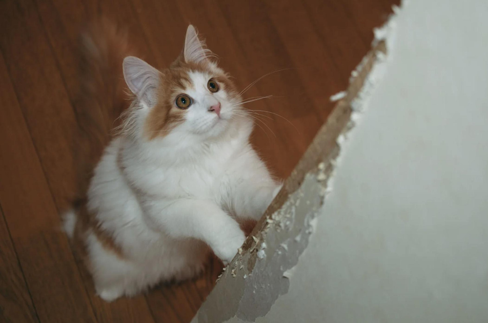 賃貸物件でペットを飼育する際の注意点について～名古屋 My賃貸～の画像