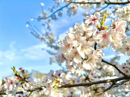 今年の桜はいつ咲くのかの画像