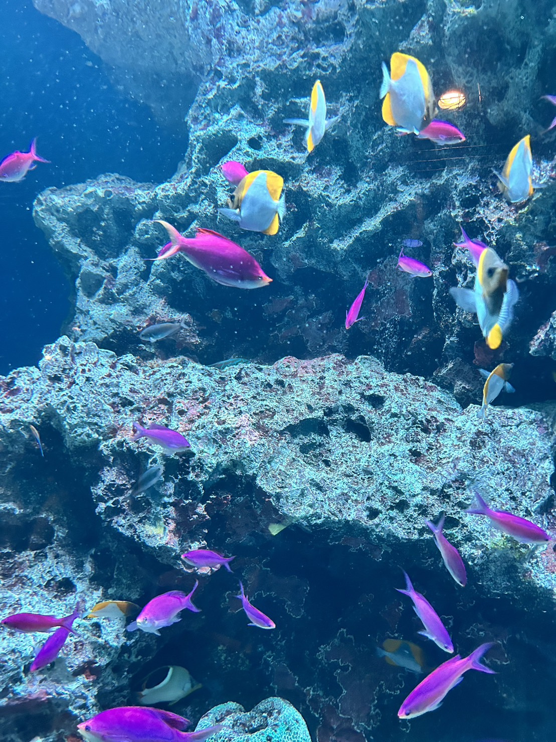 水族館行ってきました!の画像