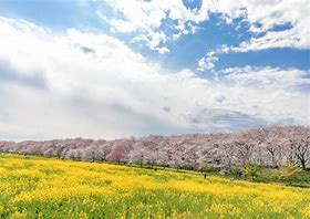 今日から4月です(*´Д｀)の画像