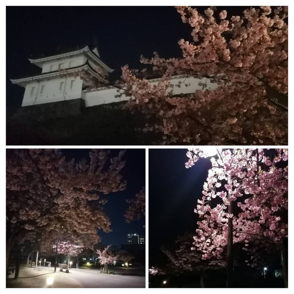 夜桜の画像