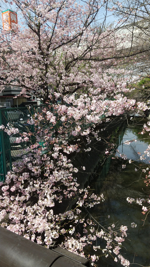 桜！！の画像