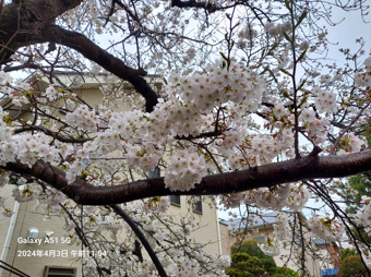 （株）シーブリーズですの画像