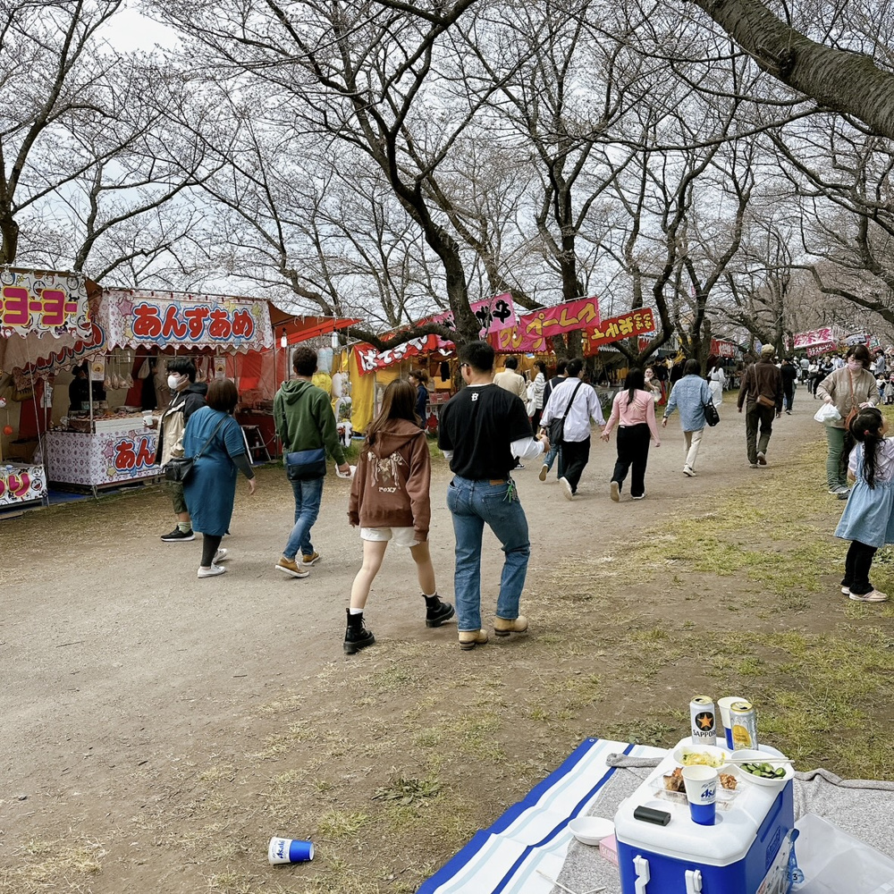 権現堂桜まつり❀の画像