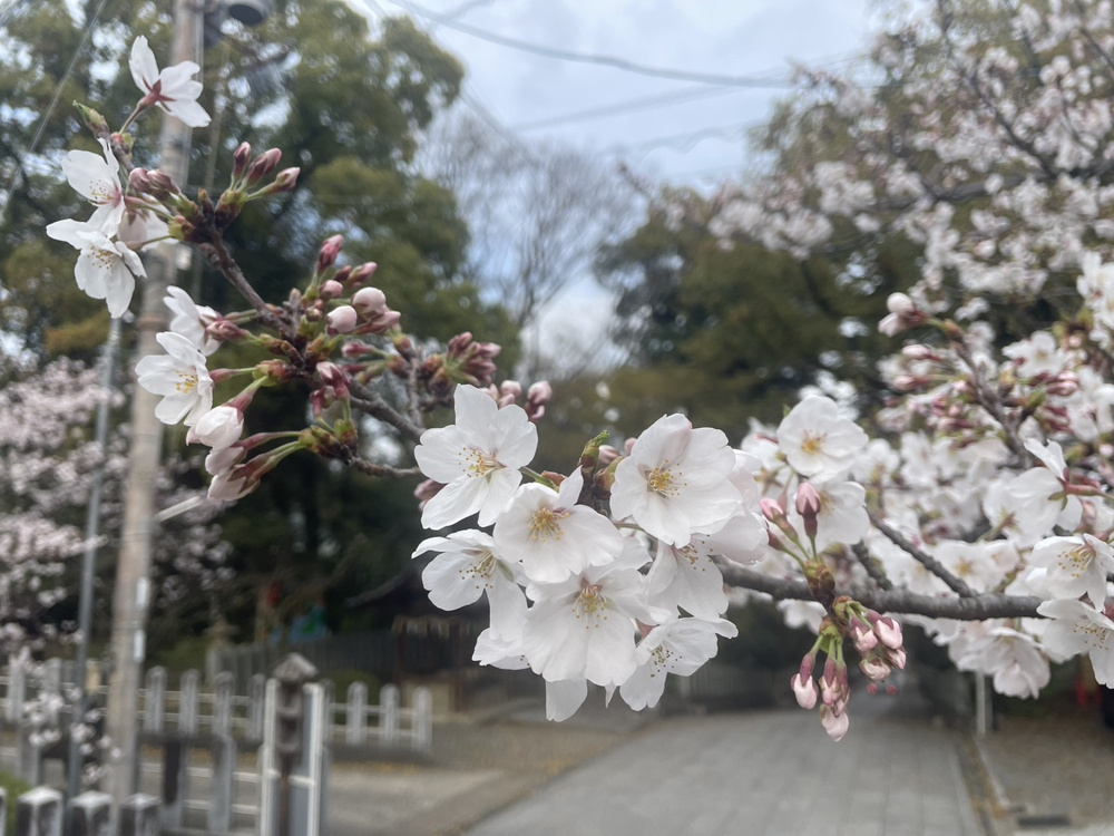 桜の画像