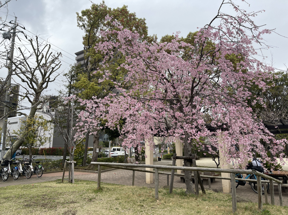 桜が開花しました♪の画像