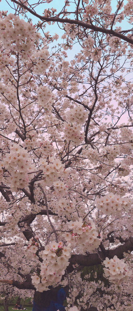 お花見の画像