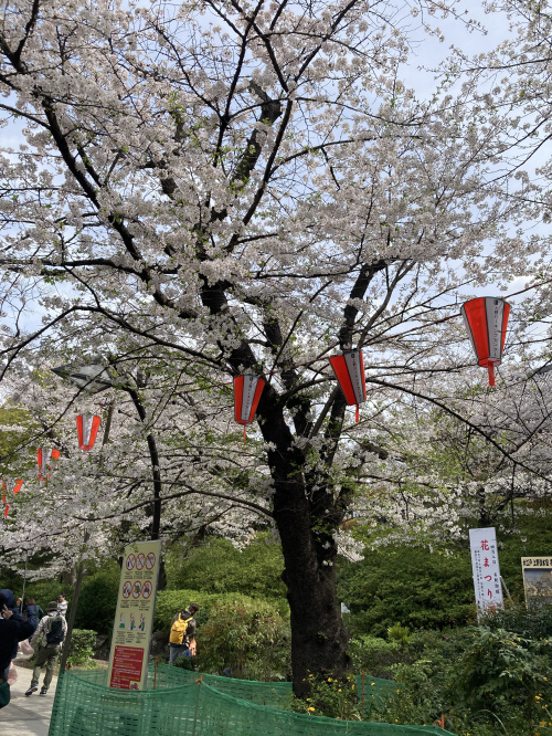 上野公園　桜