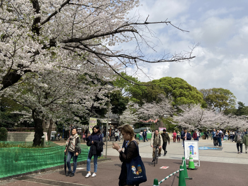 上野公園　桜