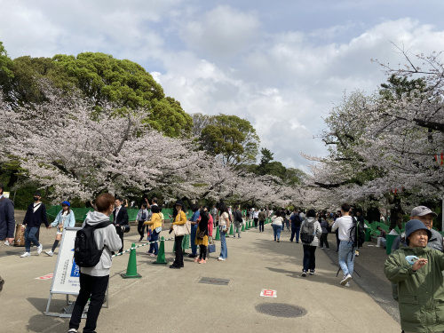 上野公園　桜