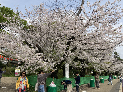 上野公園　桜