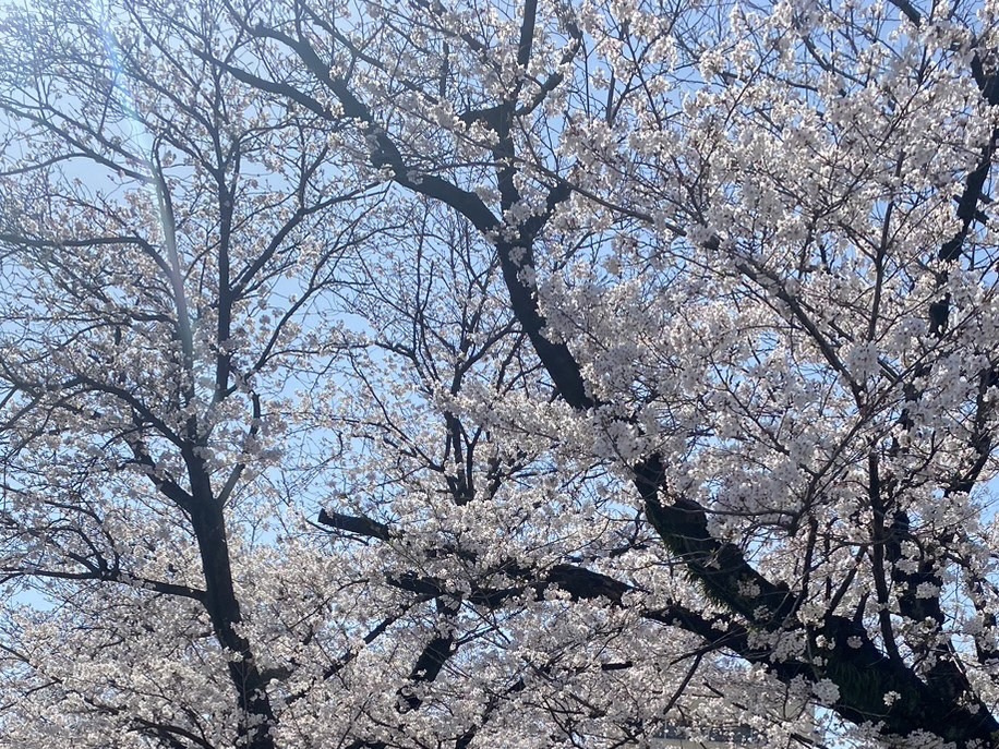 新生活の春です！！の画像