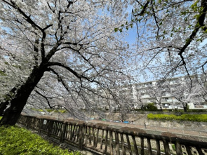 桜咲きましたの画像