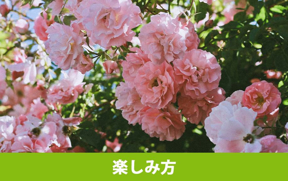 軽井沢にある「軽井沢レイクガーデン」の楽しみ方