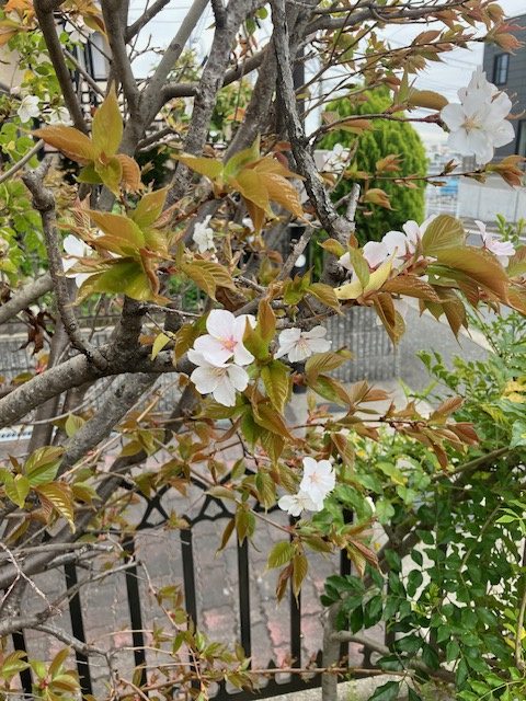 桜の画像