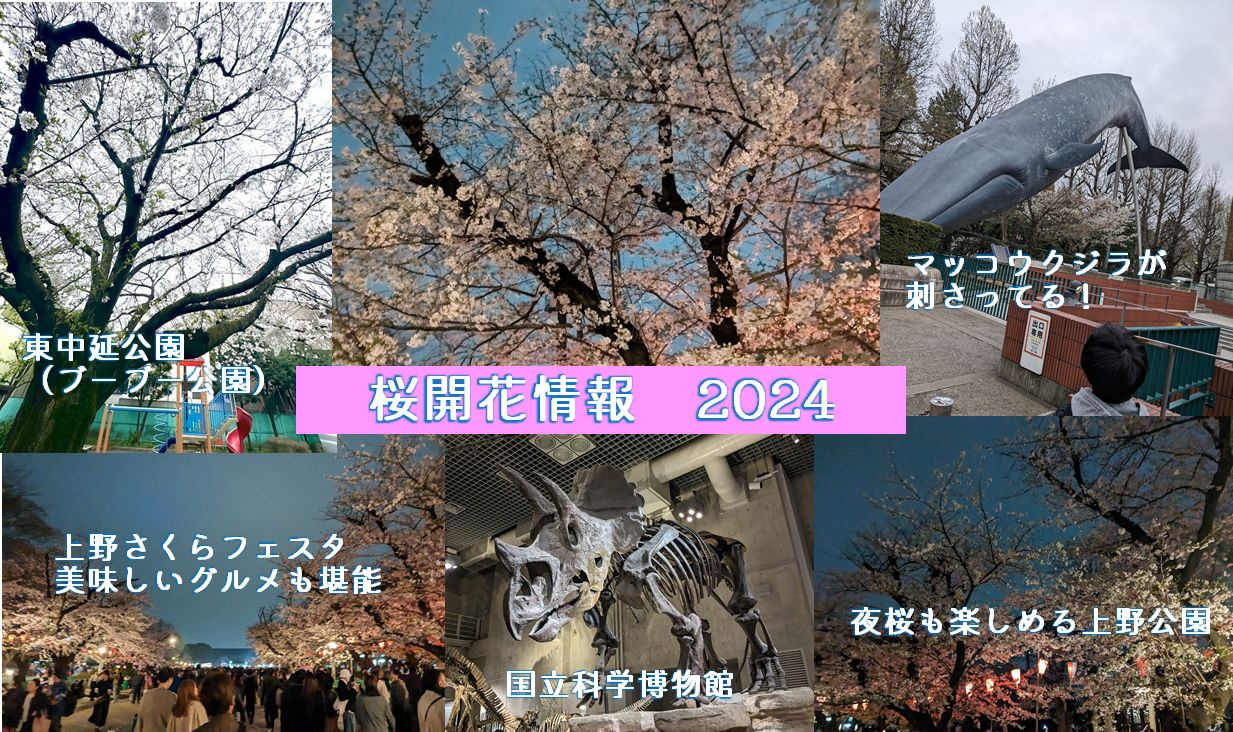 東京桜開花情報2024