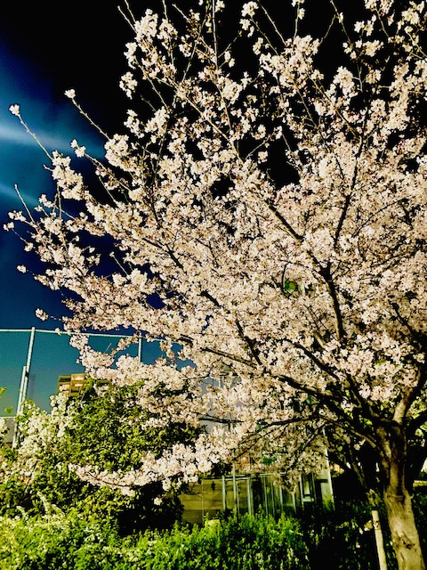 兵庫県明石市の画像
