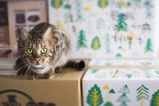 ペットと引っ越し！自分で連れていく方法や引っ越し後の手続きをご紹介！