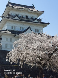桜が満開でした・・・の画像