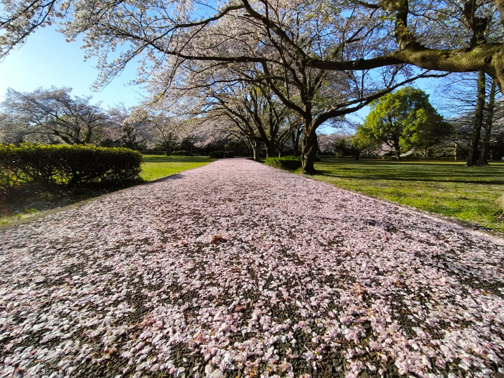 嵐明けの桜道（2024.4.11）の画像