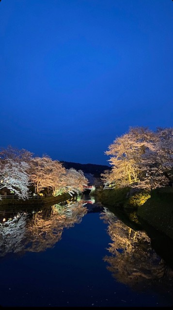 ☆満開の桜☆の画像