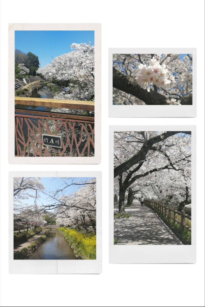 一万本桜まつりの画像