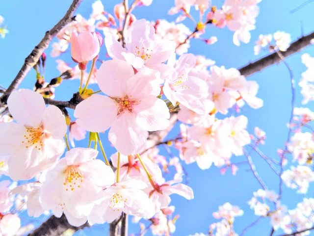 進級＆進学おめでとうございます♪の画像