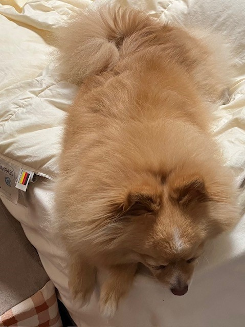 犬の画像