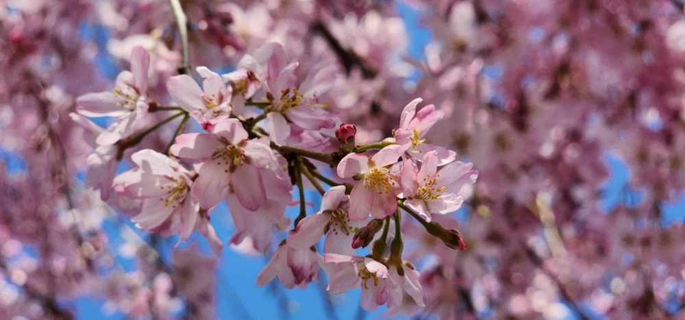お花見！の画像