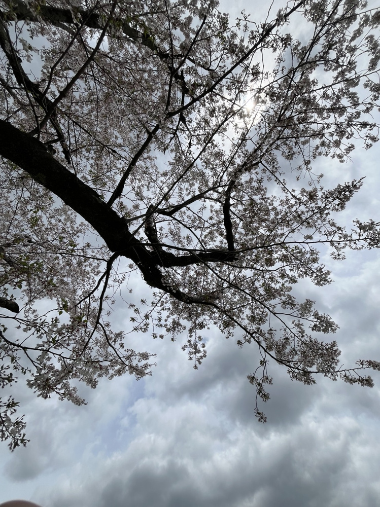 ギリギリのお花見の画像