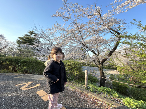 三ッ沢公園に桜を見に行ってきました！の画像