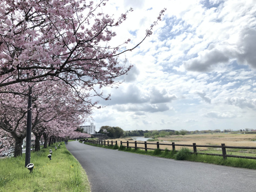 思川桜（オモイガワザクラ）の画像