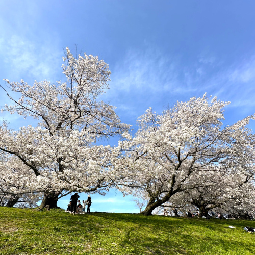 桜からの噂の名探偵の画像