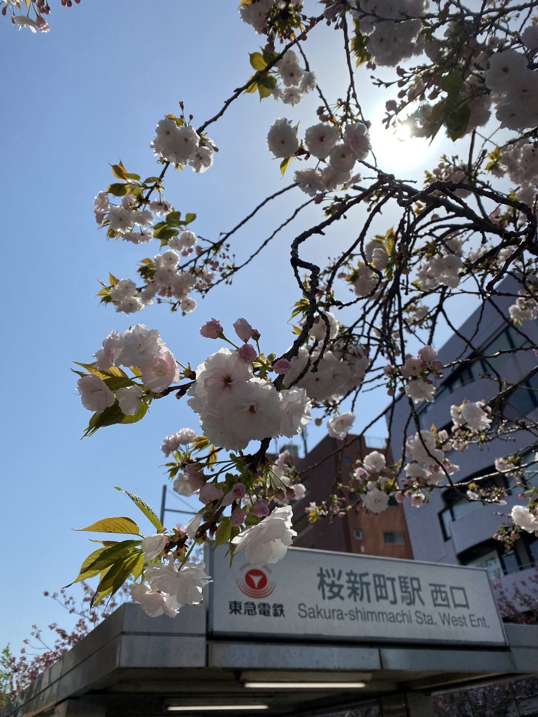 Tokyo＆International　～　桜新町　×　さくらまつり～の画像