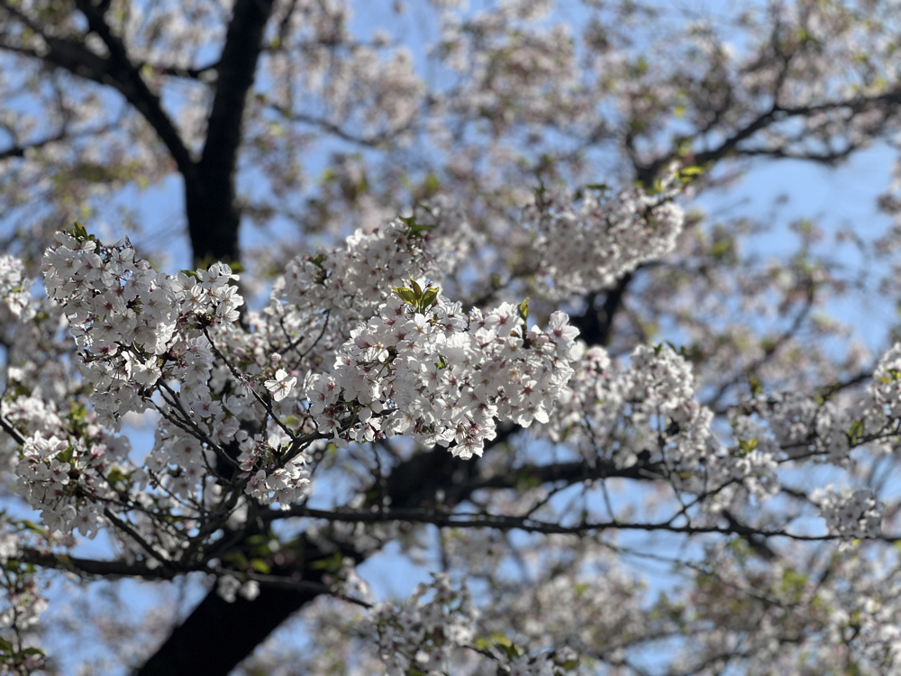 今週もたくさんのご来場ありがとうございました♪の画像