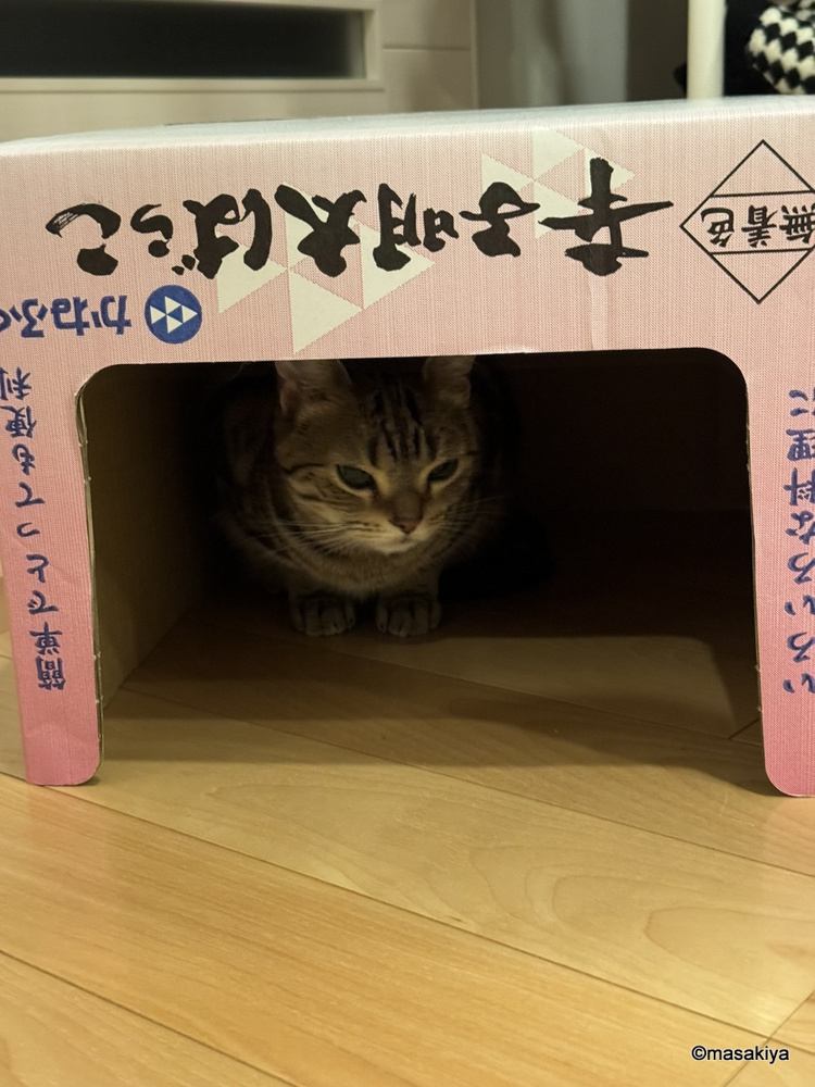 18年の画像