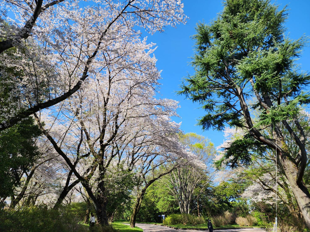 昭和記念公園の画像