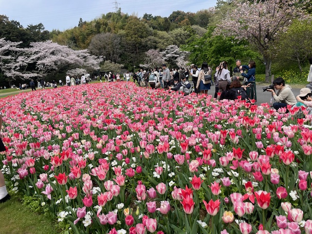 春ですね!!の画像