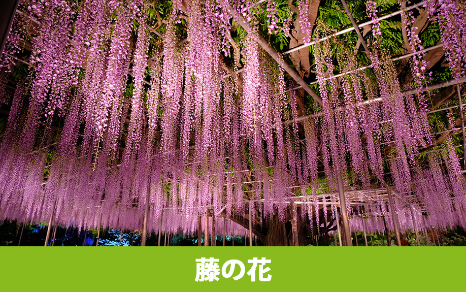 足利市にあるあしかがフラワーパークの藤の花