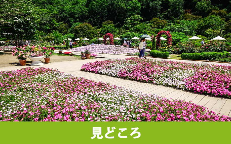 足利市にあるあしかがフラワーパークの見どころ